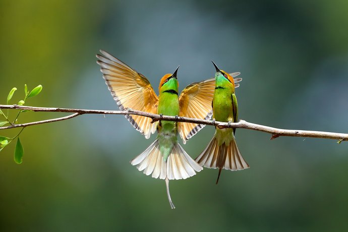 Großer Vogel und kleiner Vogel